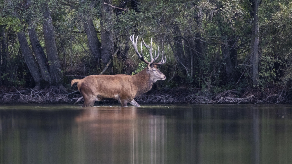 Sa majesté le cerf