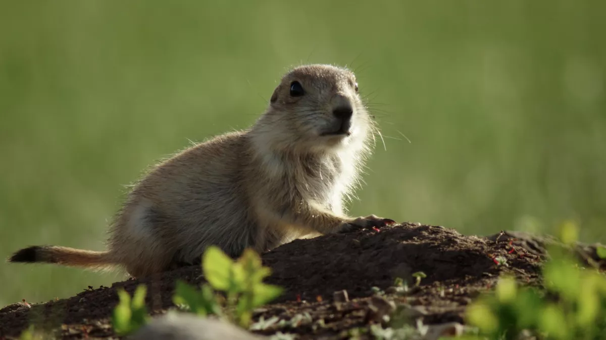 Il était une fois dans la prairie © Kwanza