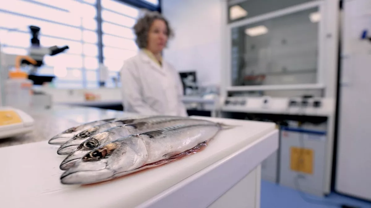 Enquête de santé : le poisson à consommer sans modération ?