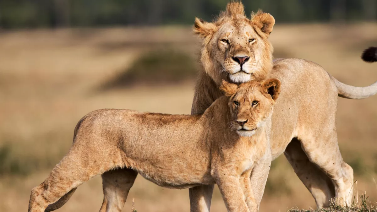 Le règne des lions du Masaï Mara Le règne des lions du Masaï Mara
