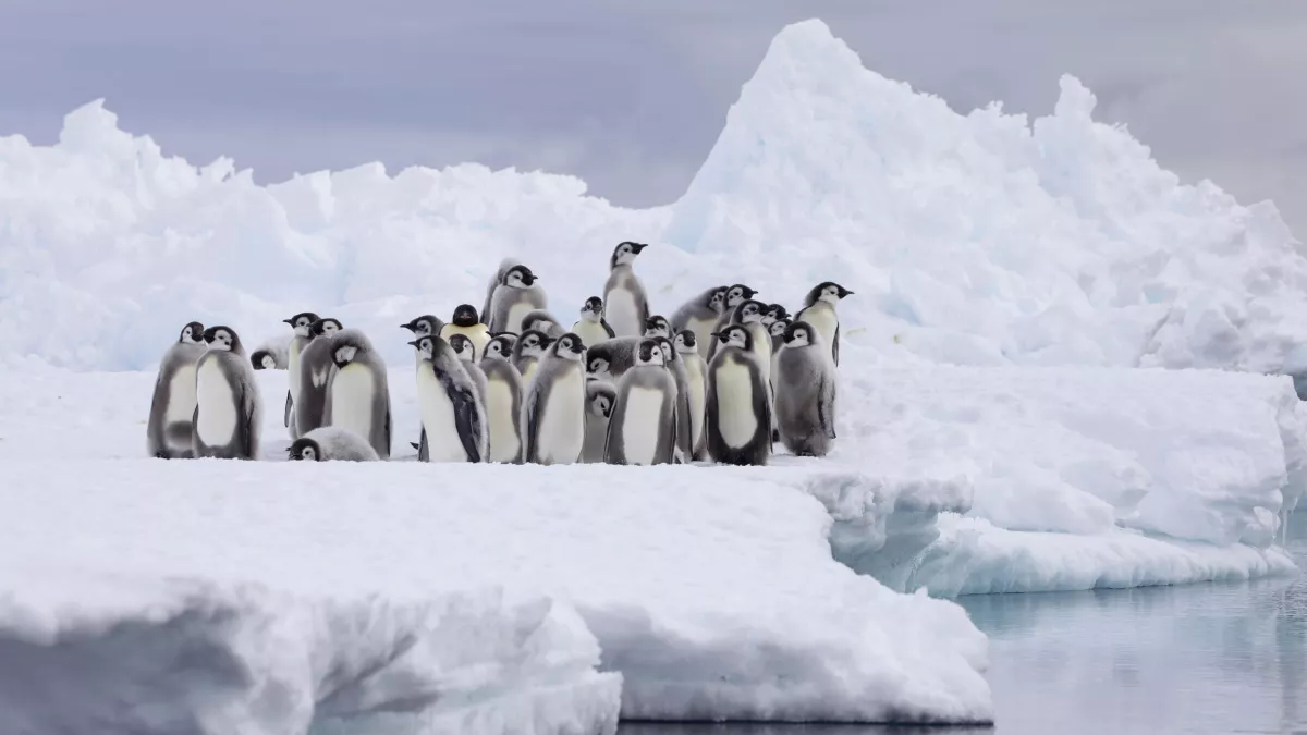 © Yoland Bosiger / BBC Studios Royaumes de glace