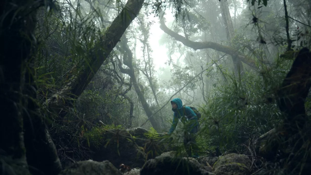 Ivohiboro, la forêt oubliée