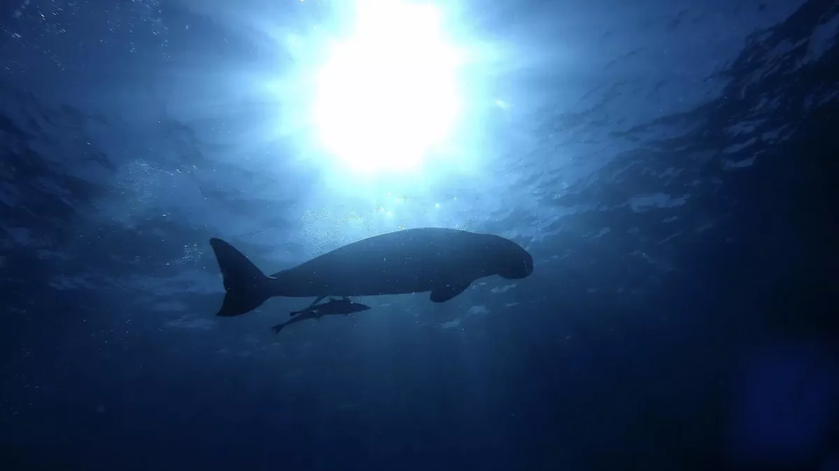 Dugong Blues
