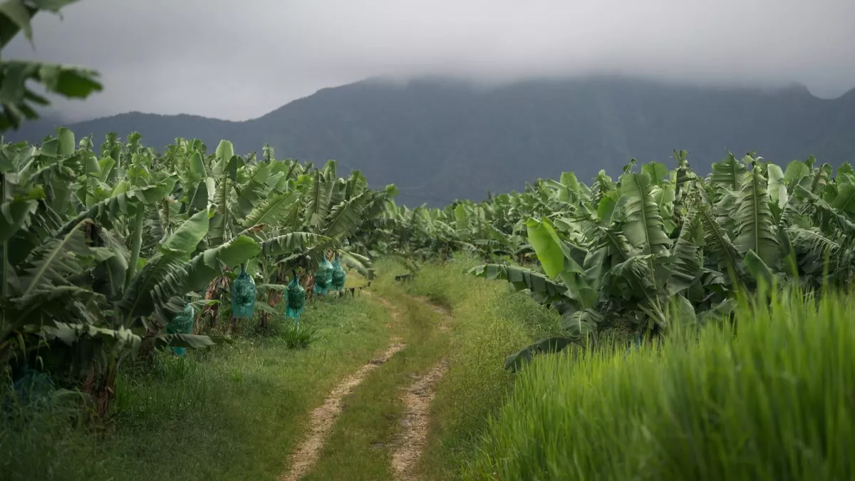 Les ANTILLES, LA BANANE ET LE CHLORDÉCONE