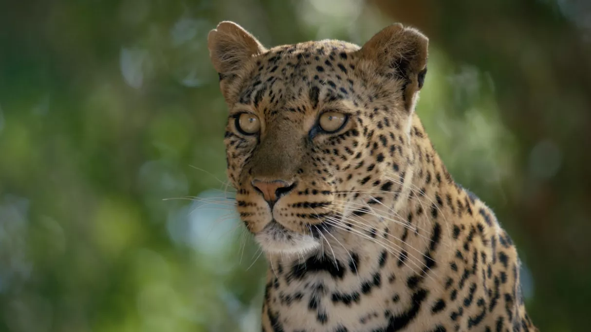 Mashatu, terre de léopards