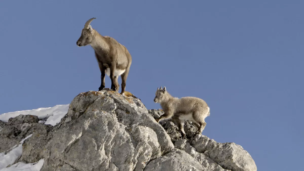 Bouquetin, la vigie des montagnes