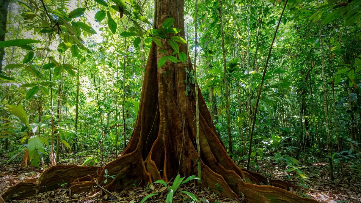 Le monde secret des forêts