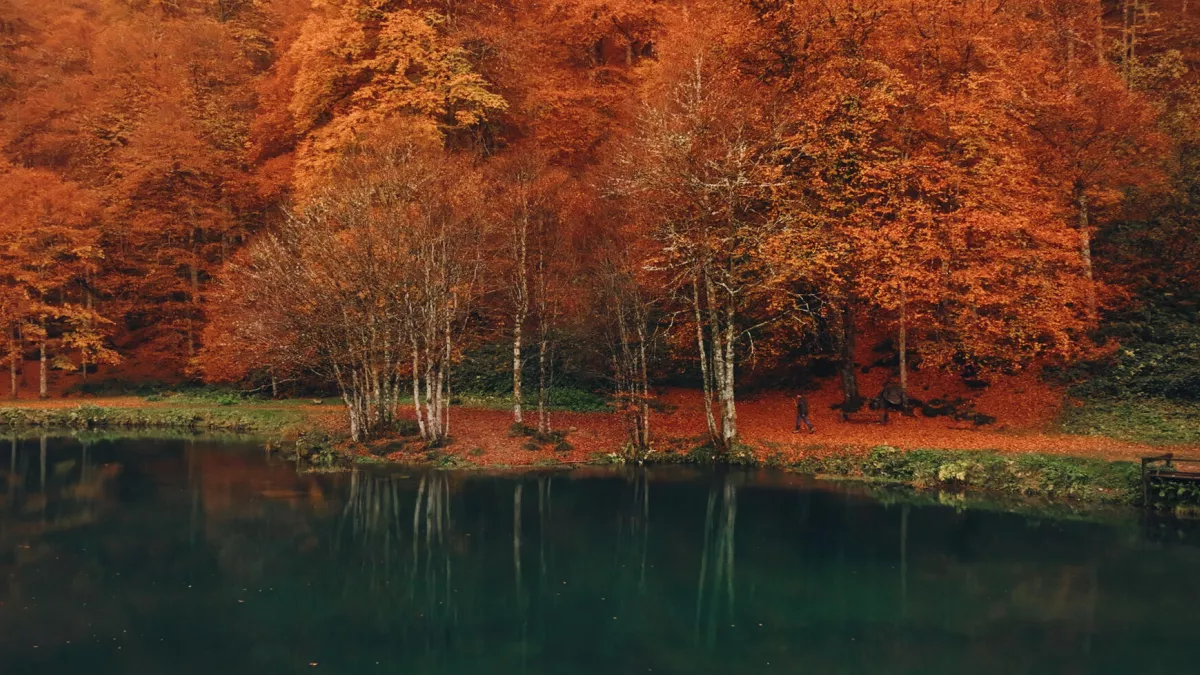 Voir l'automne, une saison en France