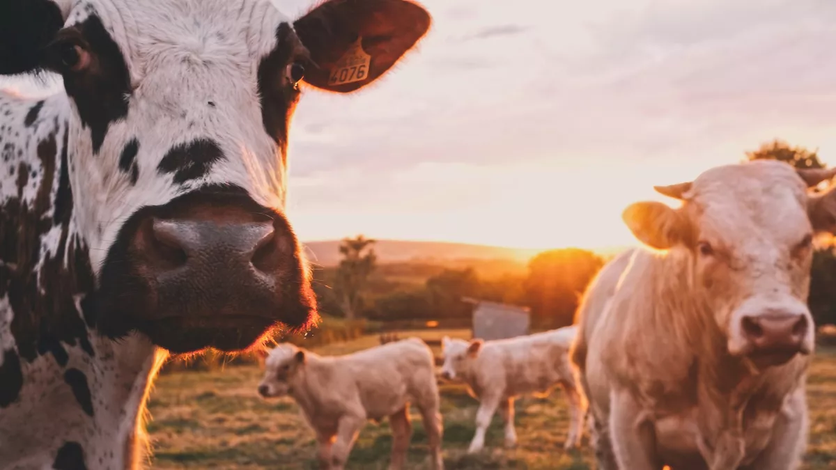vaches