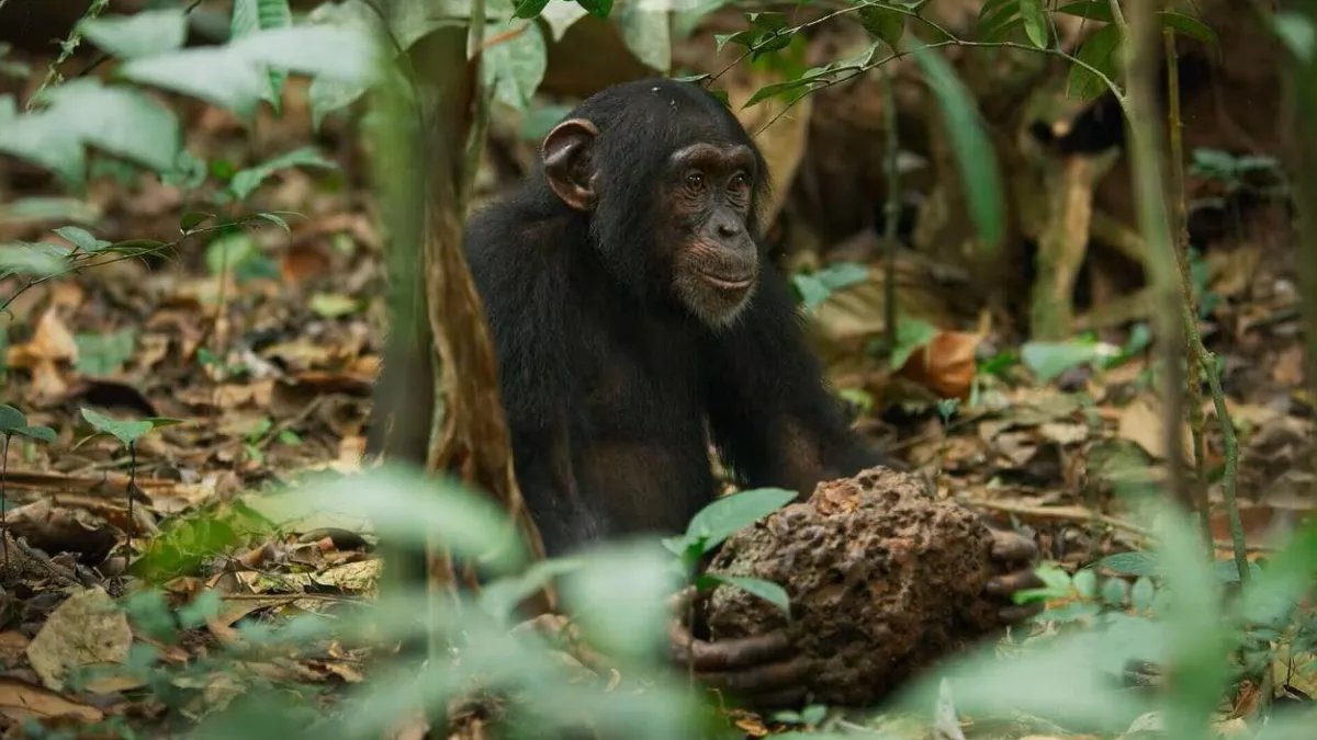 Une planète, sept mondes sauvages : Australie Cette série documentaire propose un voyage extraordinaire au cœur des océans, des forêts, des déserts, des plaines et des jungles, à la rencontre d'animaux et de comportements rarement filmés.
