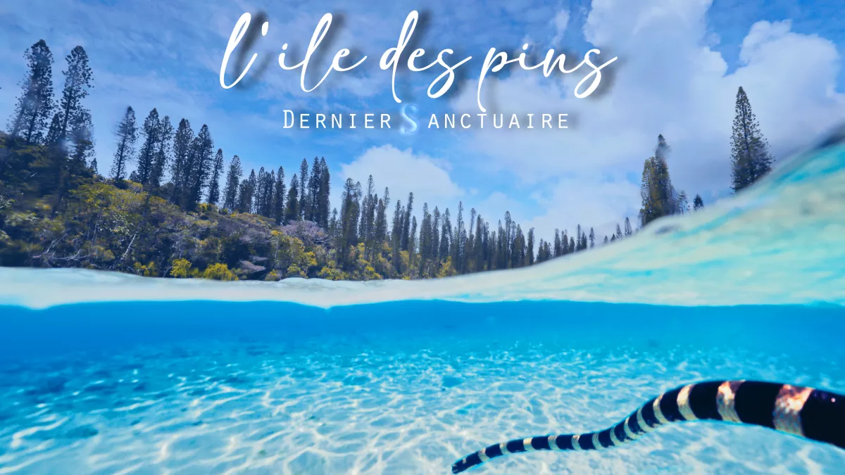 L'ile des Pins, dernier sanctuaire