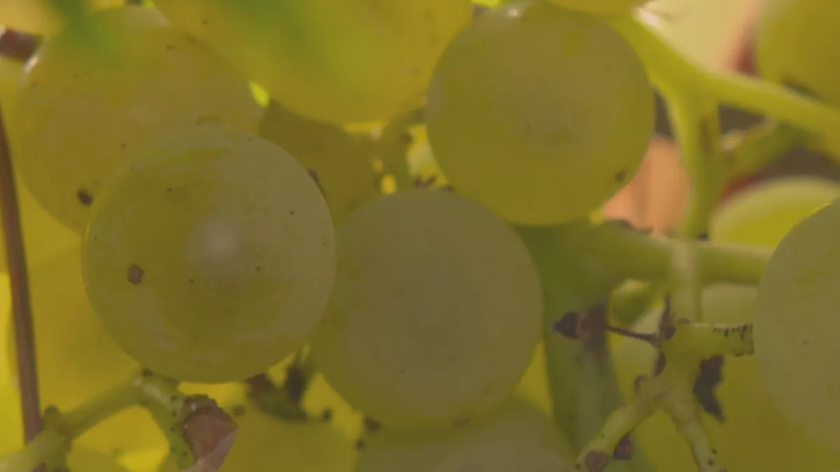 Un vignoble de cognac