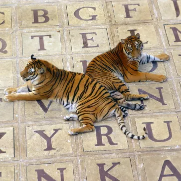 FORT BOYARD 2004