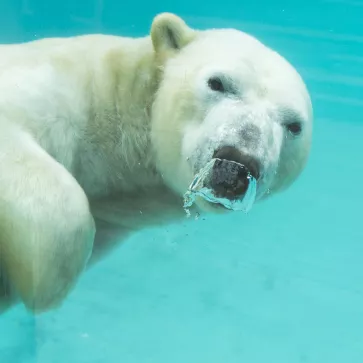 UNE SAISON AU ZOO
