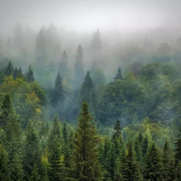 Forêt