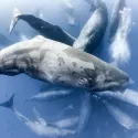 Planète bleue II