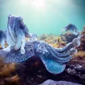 PLANÈTE BLEUE 2