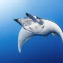 PLANÈTE BLEUE 2