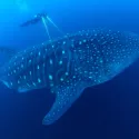 PLANÈTE BLEUE 2
