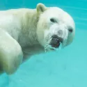 UNE SAISON AU ZOO