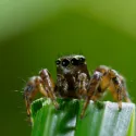 UNE PLANÈTE, DEUX MONDES SAUVAGES