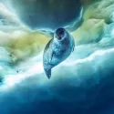 UNE PLANÈTE, DEUX MONDES SAUVAGES