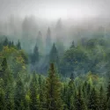 Forêt