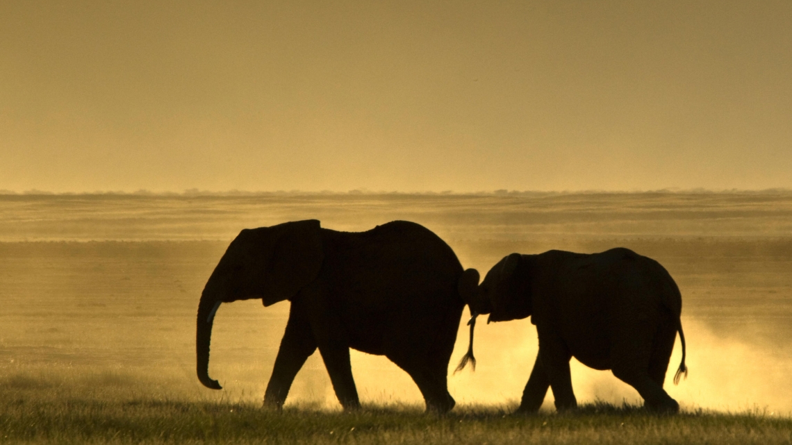 L'ÂME DES ELEPHANTS