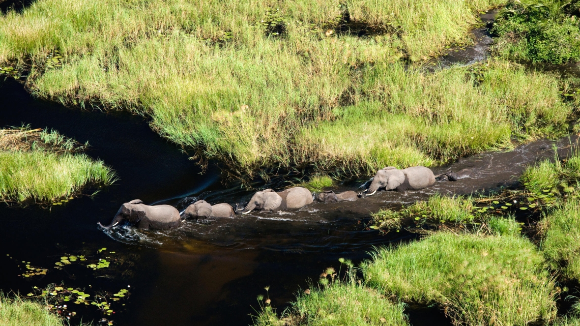 L'ÂME DES ELEPHANTS