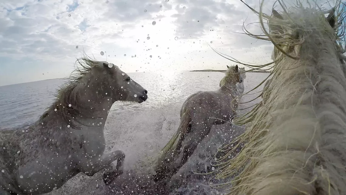 LES SECRETS DE NOS ANIMAUX DOMESTIQUES