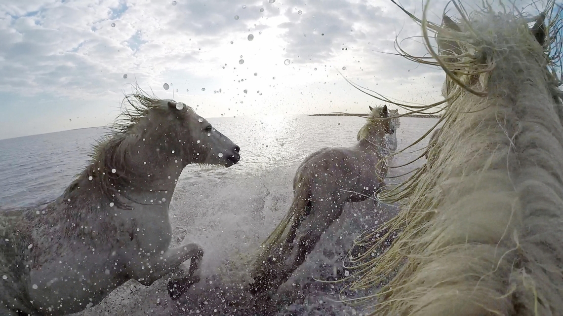 LES SECRETS DE NOS ANIMAUX DOMESTIQUES