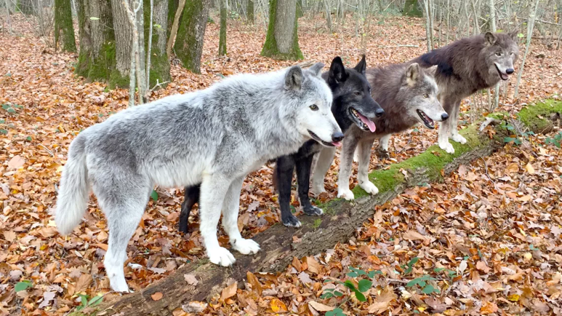 loups dans parc du Gévaudan 