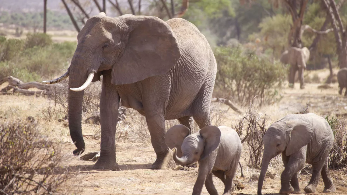 UNE FAMILLE DANS LA BROUSSE