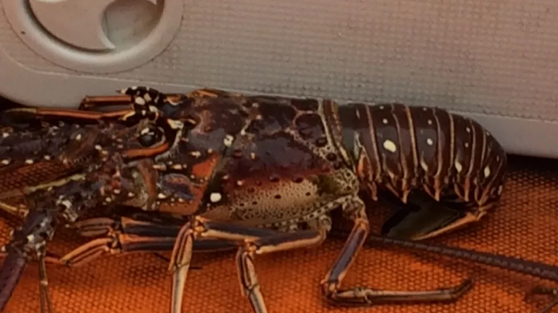 langouste