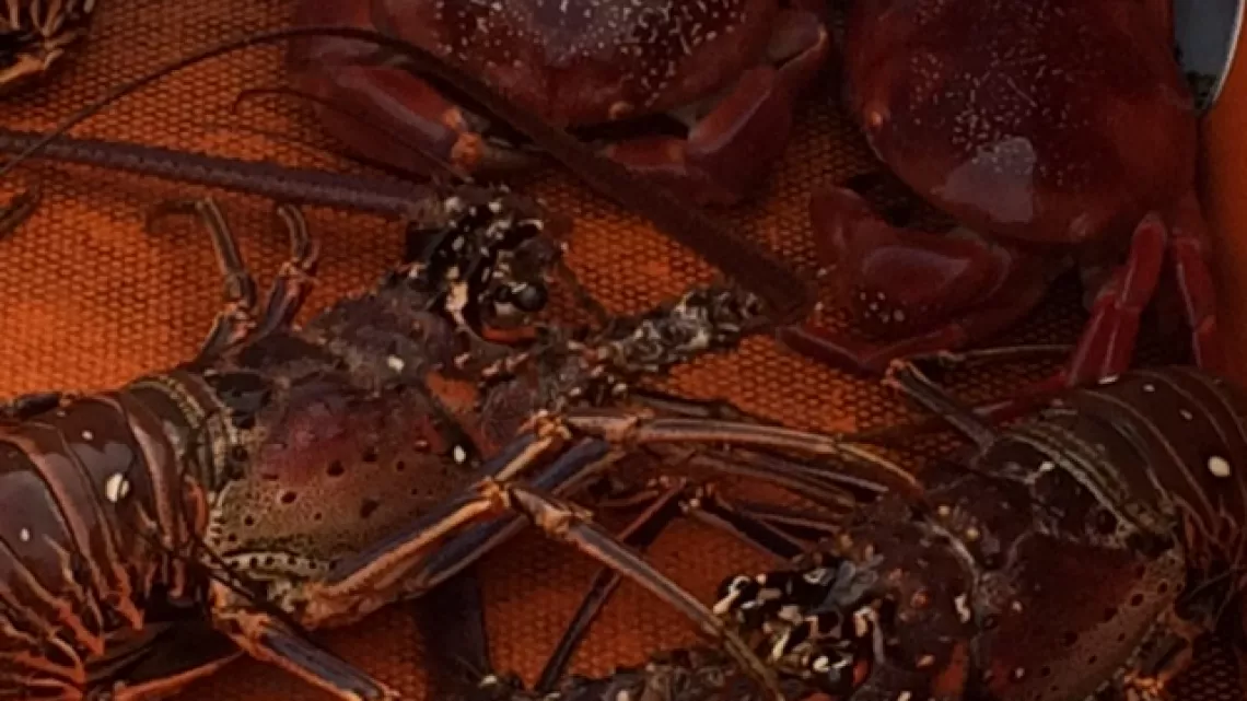 Les langoustes...
