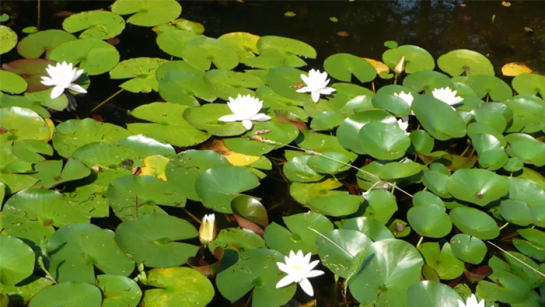 Nénuphars