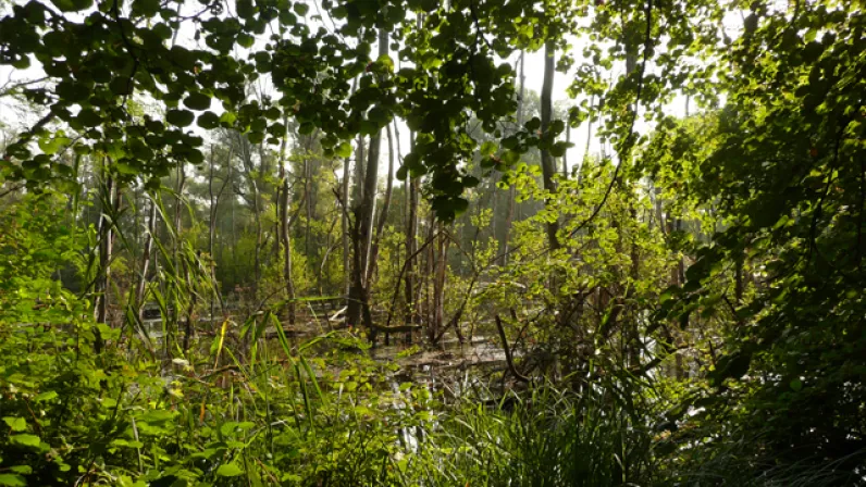 Petite Camargue alsacienne