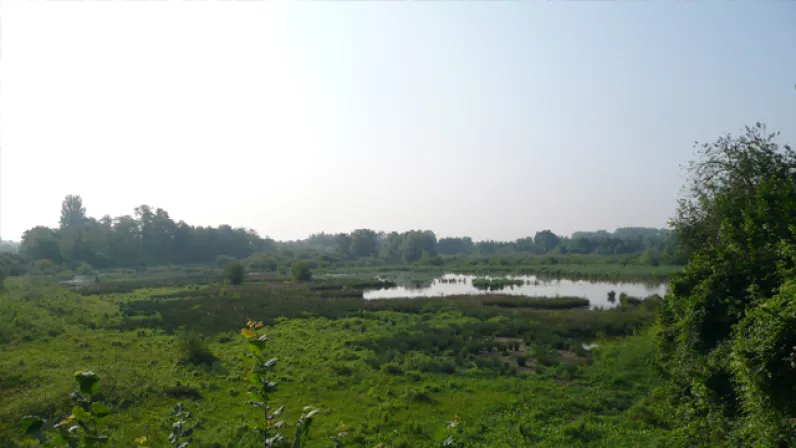 Petite Camargue alsacienne