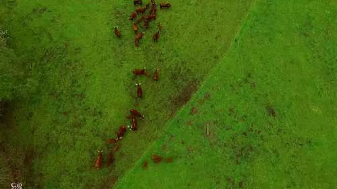 Troupeau de vaches