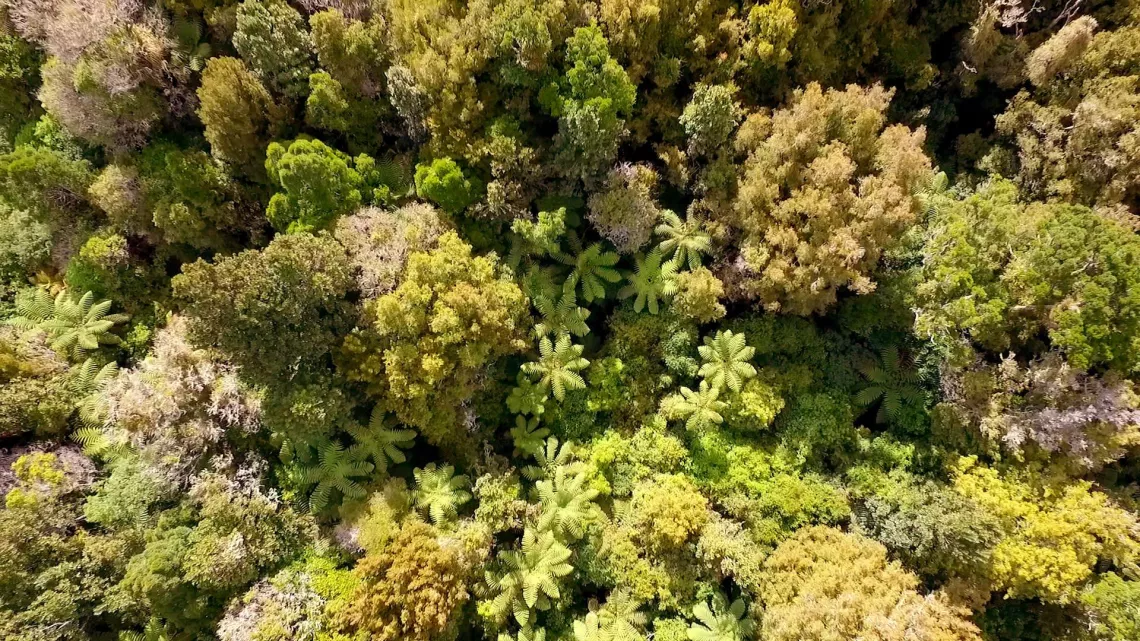 forêt / Faut pas rêver