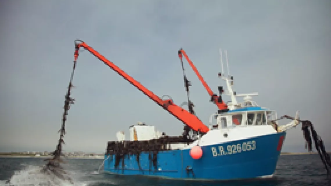 Récolte des algues en mer
