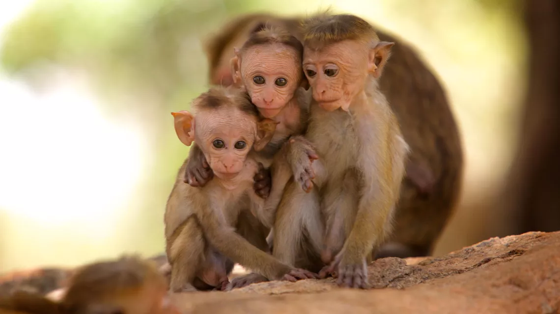 SRI LANKA