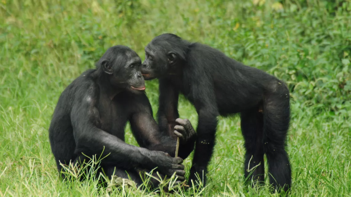 SEDUCTIONS ANIMALES