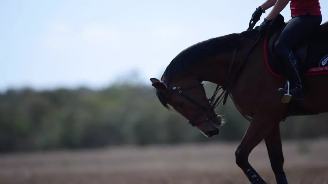 au rythme des chevaux
