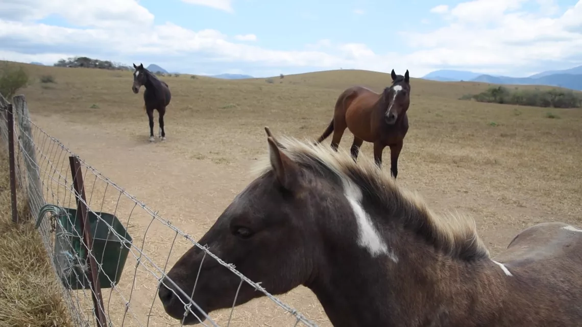 au rythme des chevaux