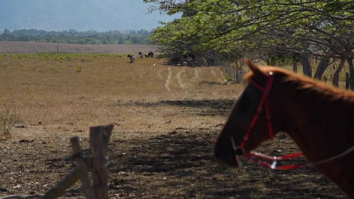Au rythme des chevaux 