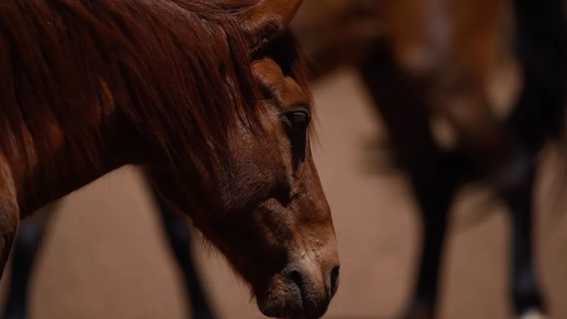 Au rythme des chevaux 