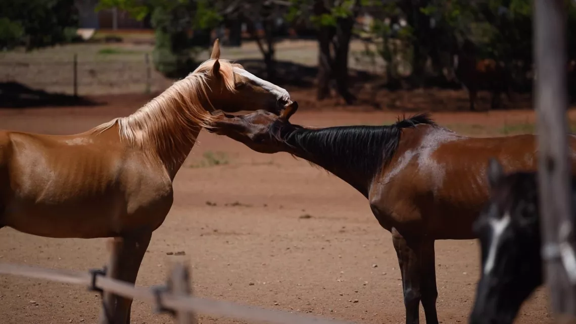 Au rythme des chevaux 