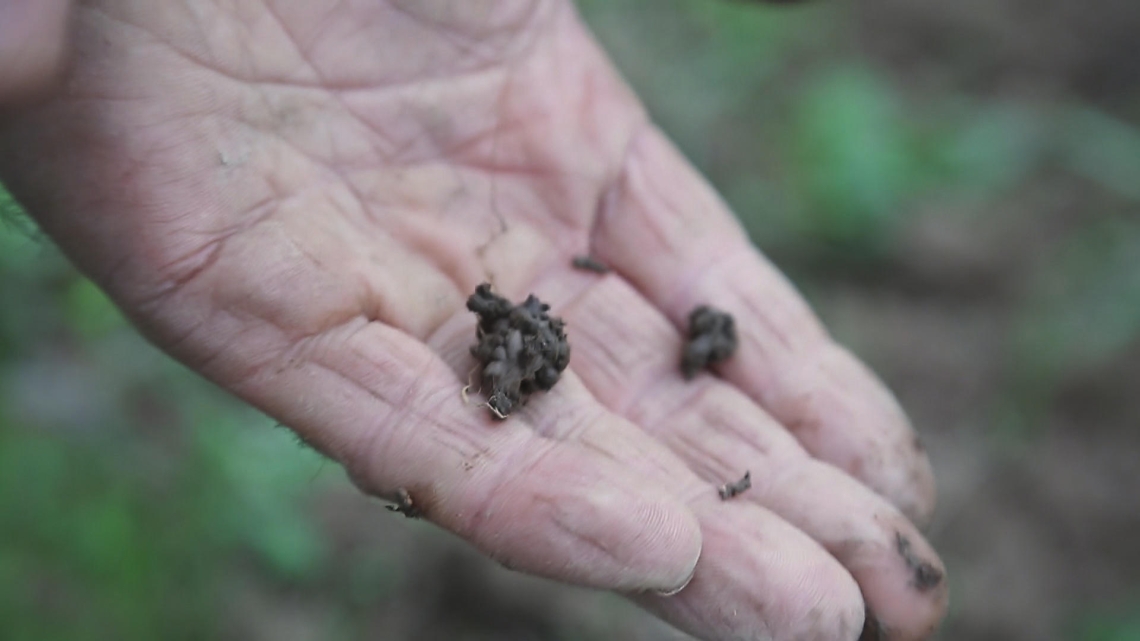 PESTICIDES, LE POISON DE LA TERRE