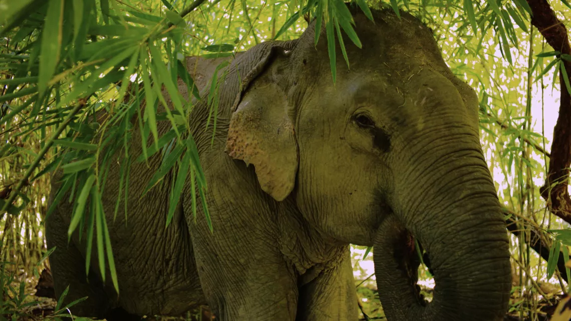 LES DERNIERS HOMMES ELEPHANTS